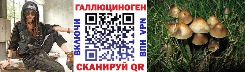 наркотики  Пролетарск  Псилоцибиновые грибы Psilocybine cubensis 